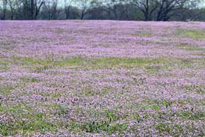 A large field of purple flowers